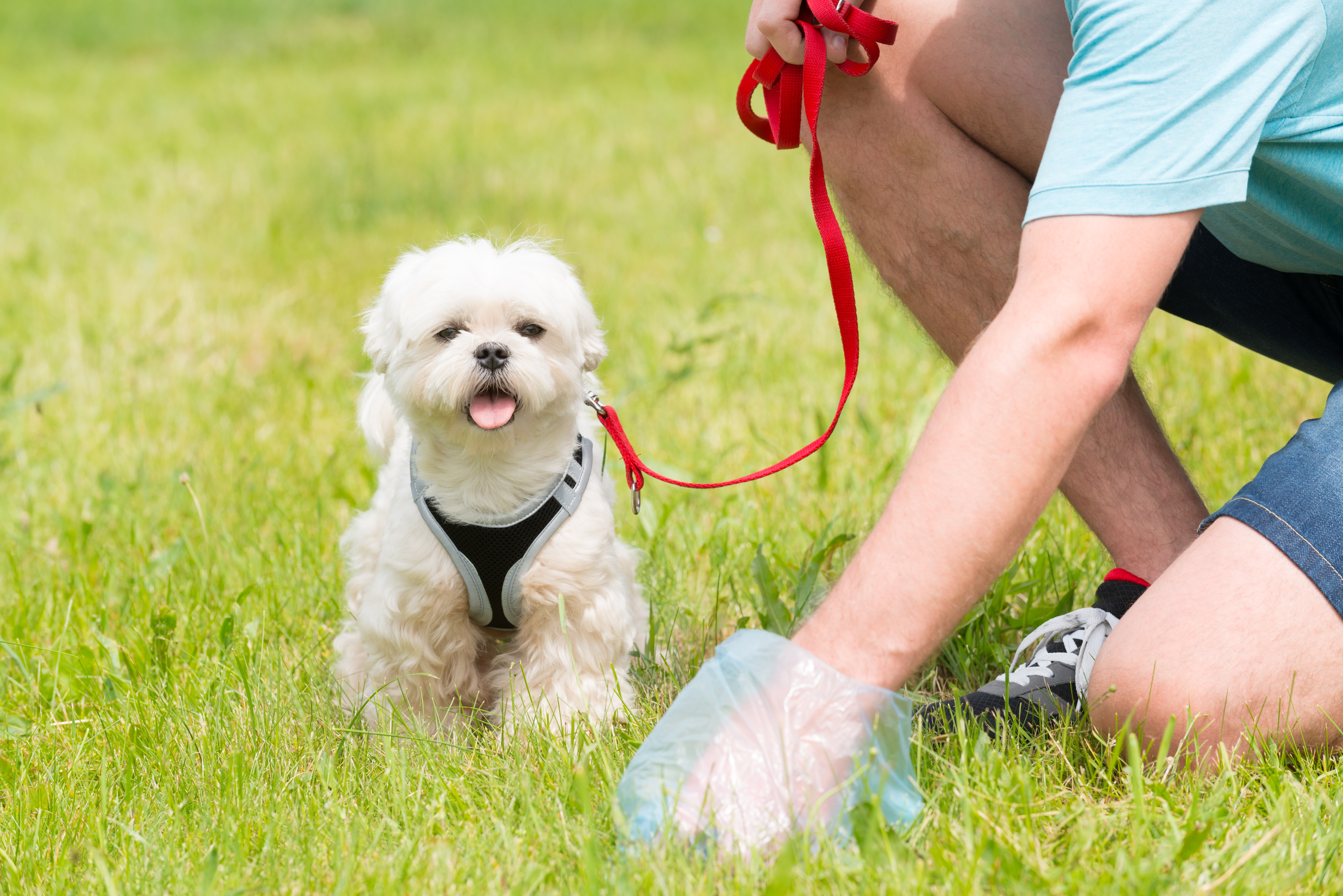 Dog Diarrhea: What’s Causing It and How to Stop It